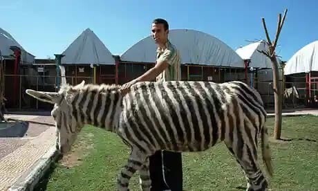 中国　動物園　ライオン　ゴールデンレトリバー　犬