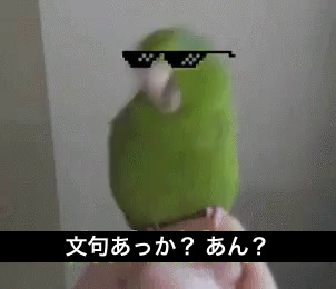 救助隊に暴言を吐くインコに関連した画像-06