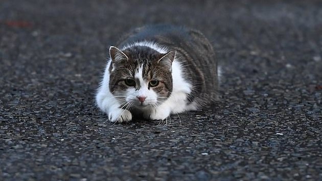 猫　ラリー　イギリス　首相官邸ネズミ捕獲長　ハト