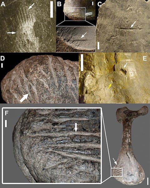 allosaur_cannibal_toothmarks