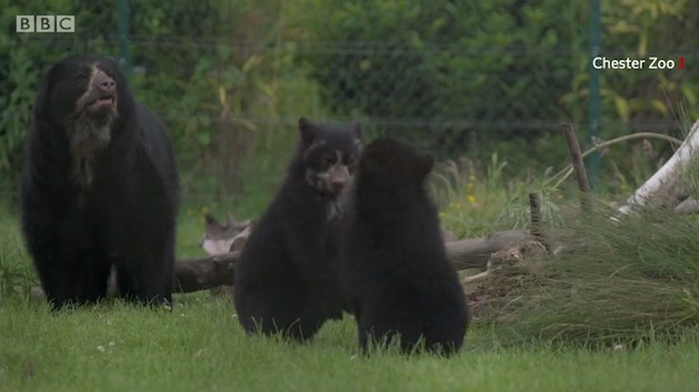 英国　メガネグマに関連した画像-03