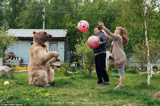 ロシア夫婦の巨大クマ「ステパン」に関連した画像-06