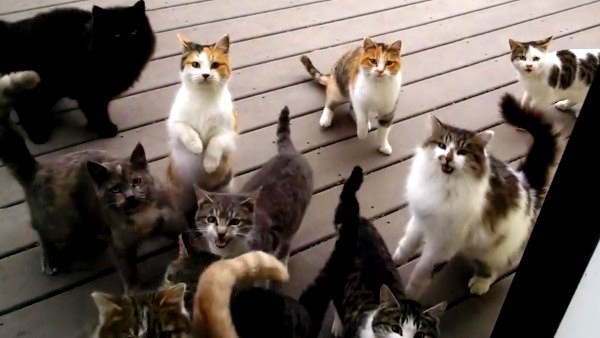 近所の猫に餌をやった結果に関連した画像-03