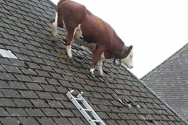 牛が屋根の上で立ち往生に関連した画像-02