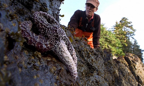 アメリカで自殺するヒトデが急増に関連した画像-04