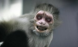 インド サル 新型コロナウイルス 猿の惑星に関連した画像-03