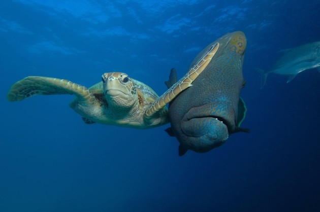 Comedy Wildlife Photography Awards 2017に関連した画像-05