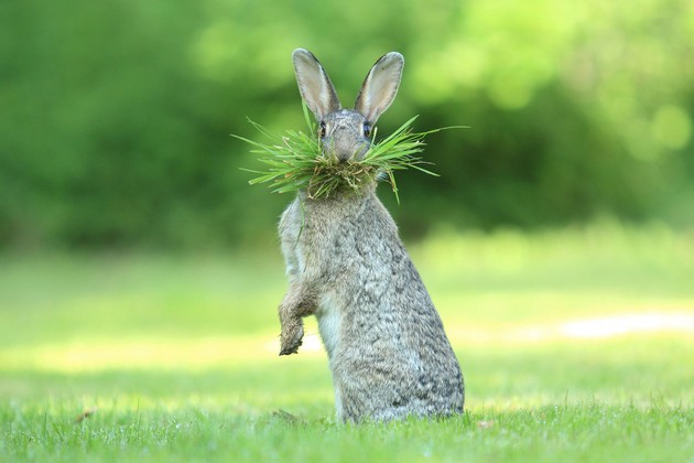 Comedy Wildlife Photography Awards 2017に関連した画像-17