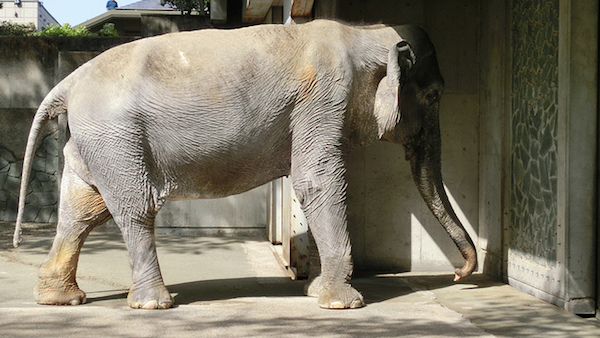 井の頭動物園のゾウ「はな子」の飼育環境が劣悪に関連した画像-03