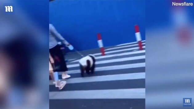 中国　犬　パンダに関連した画像