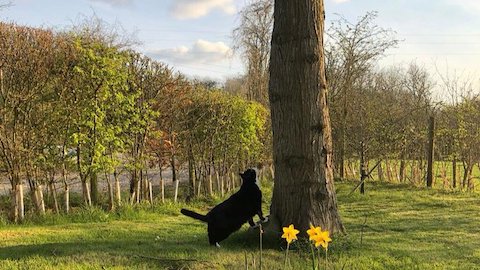 パーマストン　猫　イギリス　ネズミ捕獲長