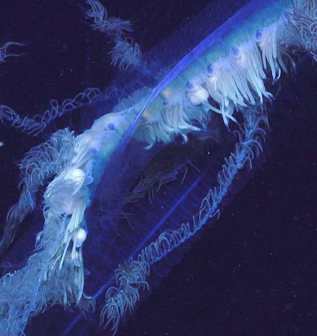 アポレミア（Siphonophore Apolemia）に関連した画像-03