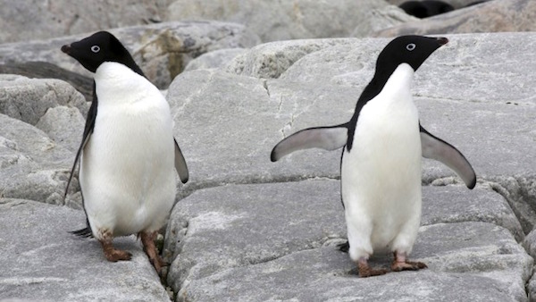 南極大陸のアデリーペンギン１５万羽が死亡に関連した画像-03