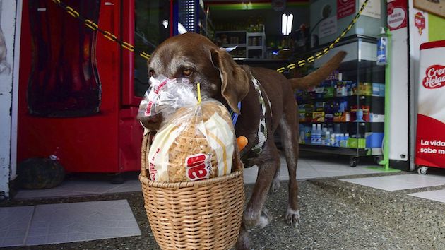 コロンビア　犬　配達に関連した画像-04