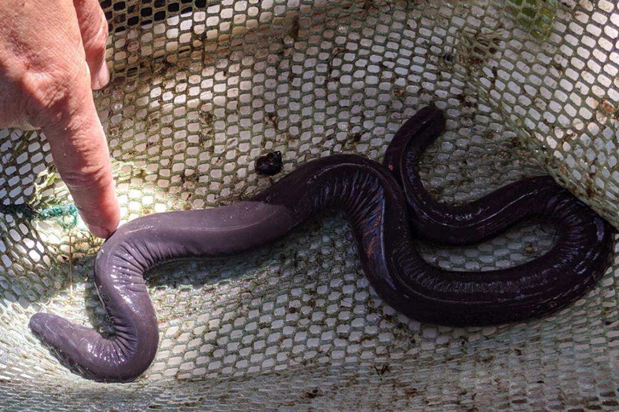 アシナシイモリ　Caecilian　アメリカ