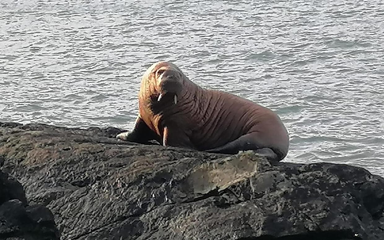 セイウチ　アイルランド　氷山　漂流