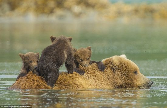 泳げない小グマを３匹、背中に乗せて川を渡るグリズリーのお母さんに関連した画像-04