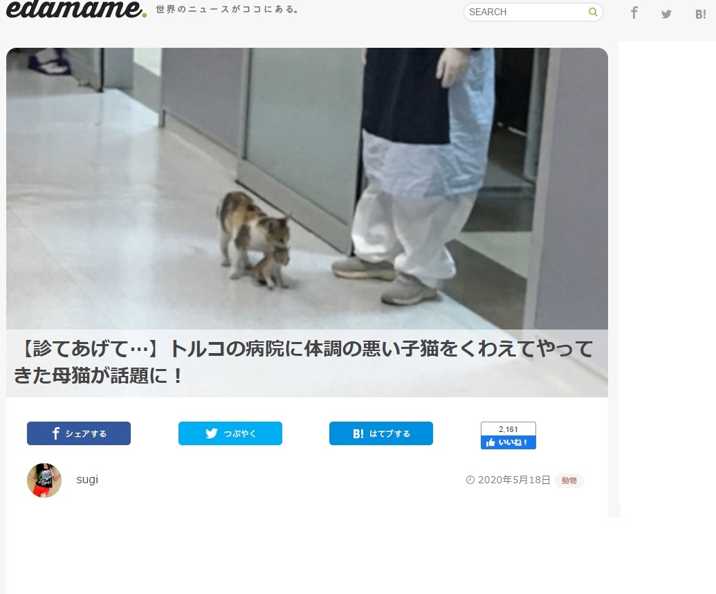 病院　子猫　病院　トルコに関連した画像-02