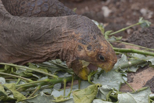 「エスパニョーラ・ゾウガメ（学名：Chelonoidis hoodensis）に関連した画像-04