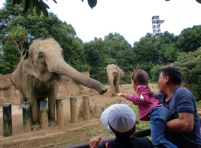 井の頭動物園のゾウ「はな子」の飼育環境が劣悪に関連した画像-05