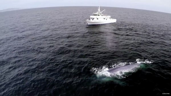 絶好のタイミングでシロナガスクジラが登場するハプニングに関連した画像-06