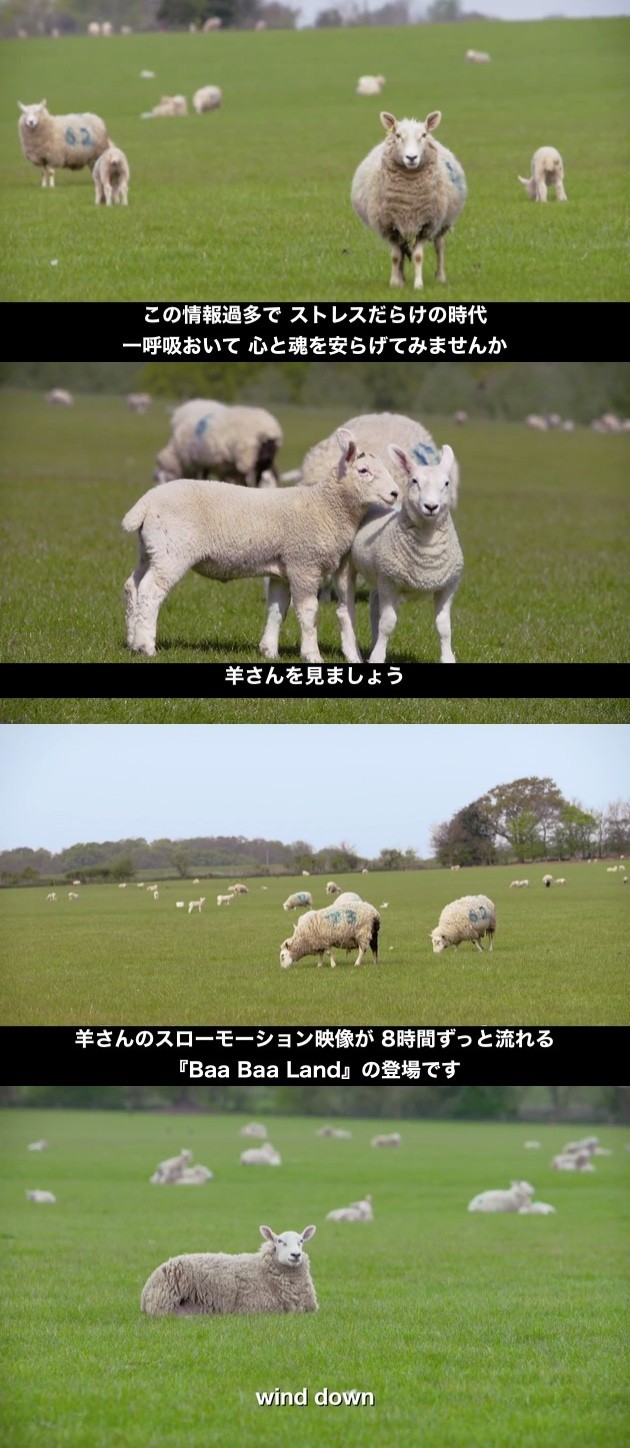 Baa Baa Landに関連した画像-01