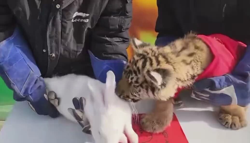 中国　動物園　ウサギ　トラ　春節　旧正月