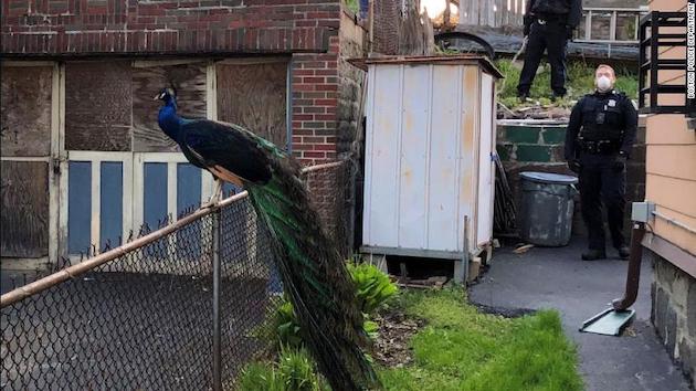 フランクリン・パーク動物園から脱走したクジャクに関連した画像-02