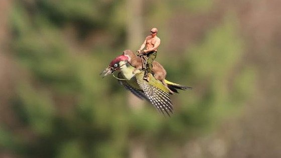 イタチがキツツキの背中に乗って、空を飛んだに関連した画像-03