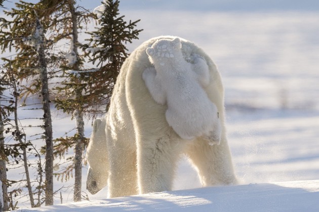 Comedy Wildlife Photography Awards 2017に関連した画像-15