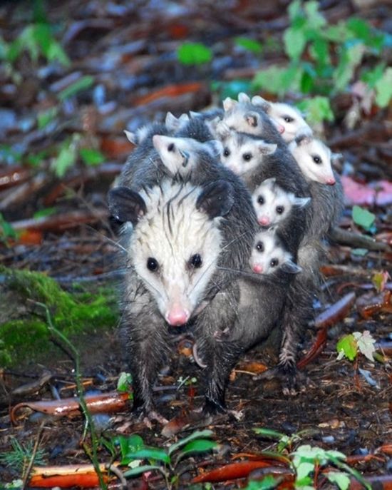 動物たちが家族で寄り添った画像に関連した画像-12