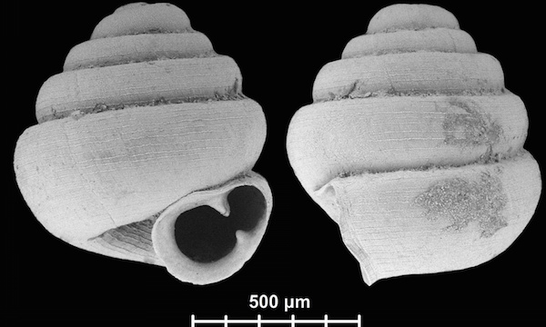 世界最小のカタツムリに関連した画像-03