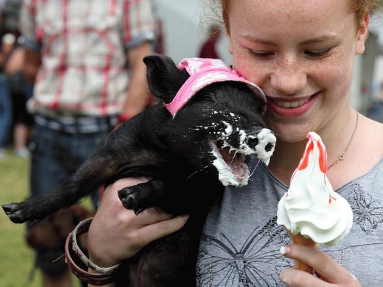 食べ物を前にヘブン状態の動物に関連した画像-14