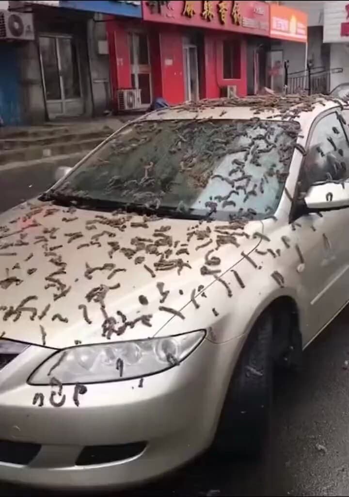 中国　ミミズ　ミミズの雨