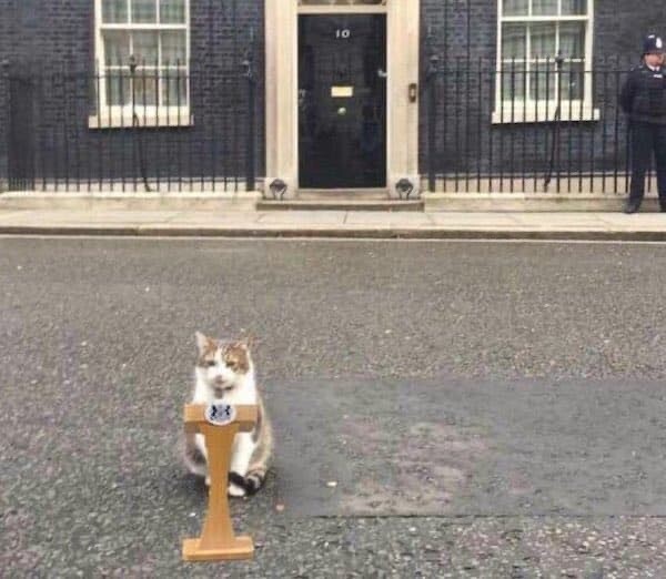 ネコ　猫　イギリス　新型　コロナ
