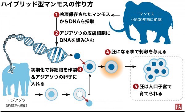 絶滅したマンモスの復活、2年以内に実現に関連した画像-02