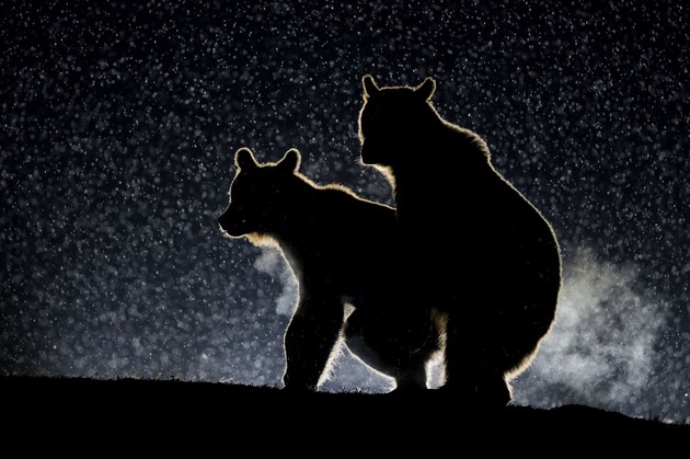 Comedy Wildlife Photography Awards 2017に関連した画像-16