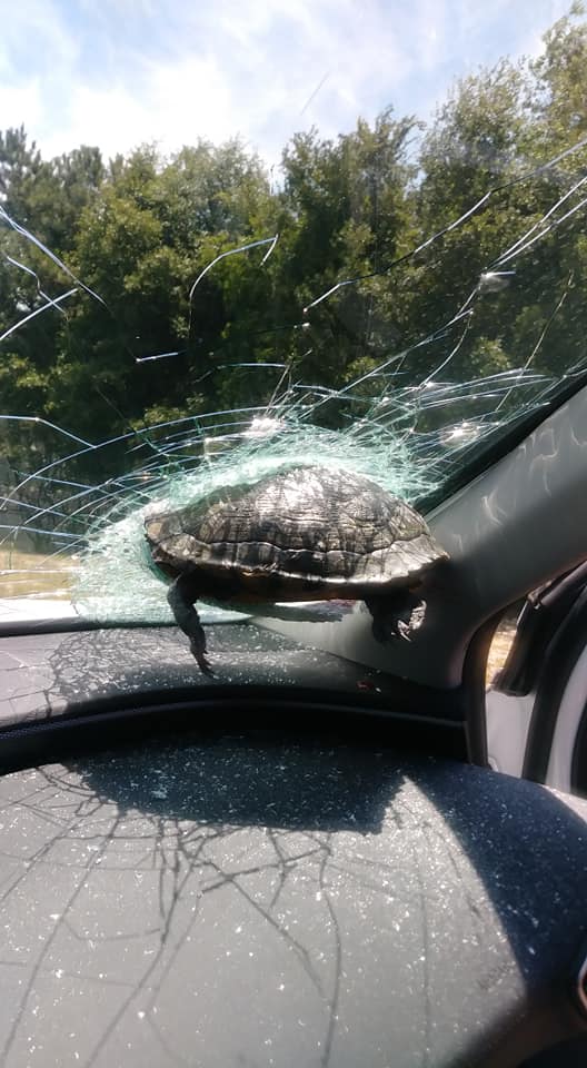 車　運転　フロントガラス　カメに関連した画像-04