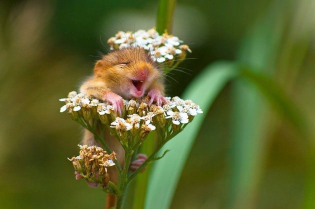 Comedy Wildlife Photography Awards 2017に関連した画像-03