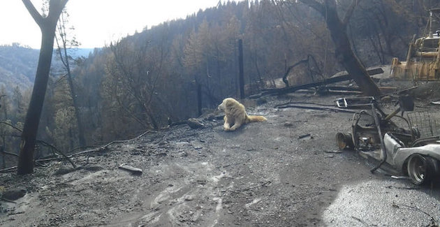 山火事でも自宅を守り続けたマディソン君に関連した画像-02