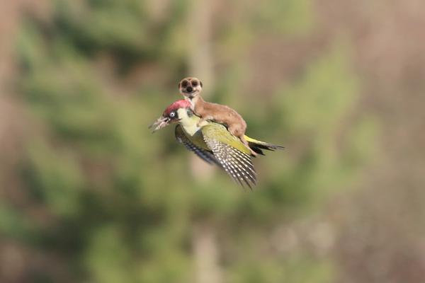 イタチがキツツキの背中に乗って、空を飛んだに関連した画像-04