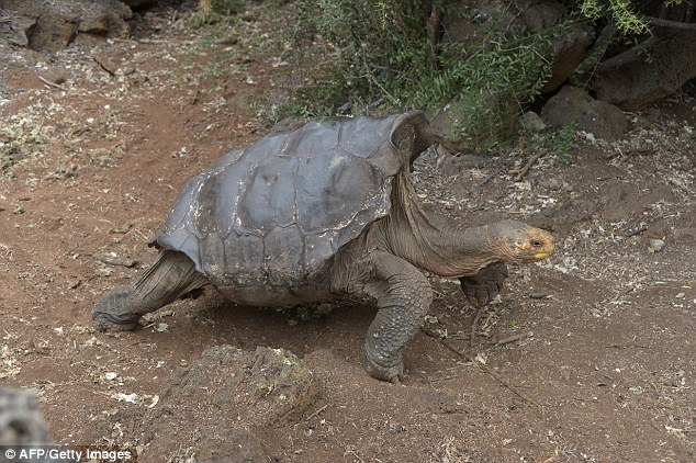 「エスパニョーラ・ゾウガメ（学名：Chelonoidis hoodensis）に関連した画像-01