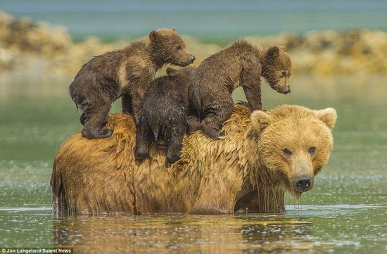 泳げない小グマを３匹、背中に乗せて川を渡るグリズリーのお母さんに関連した画像-05