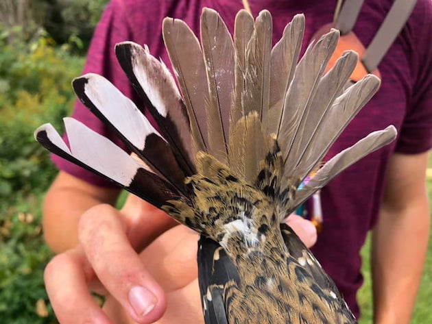 ムネアカイカル　アメリカ　鳥　雌雄モザイク