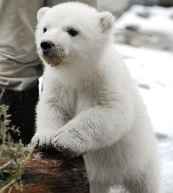 ホッキョクグマ　カナダ陸軍　名誉上級伍長　トロント動物園