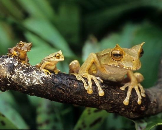 動物たちが家族で寄り添った画像に関連した画像-06
