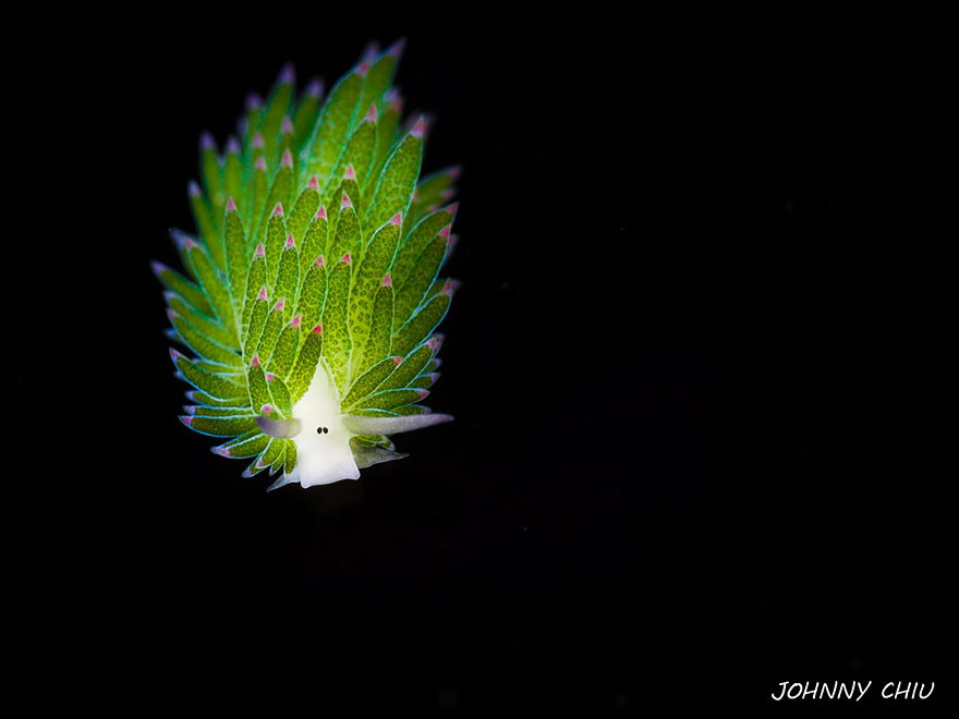 テングモウミウシ  Costasiella Kuroshimaeに関連した画像-04