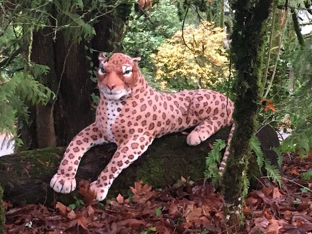 アメリカ　チーター　オレゴン動物園