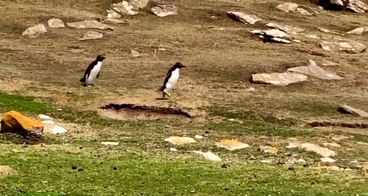 ペンギン　フォークランド諸島