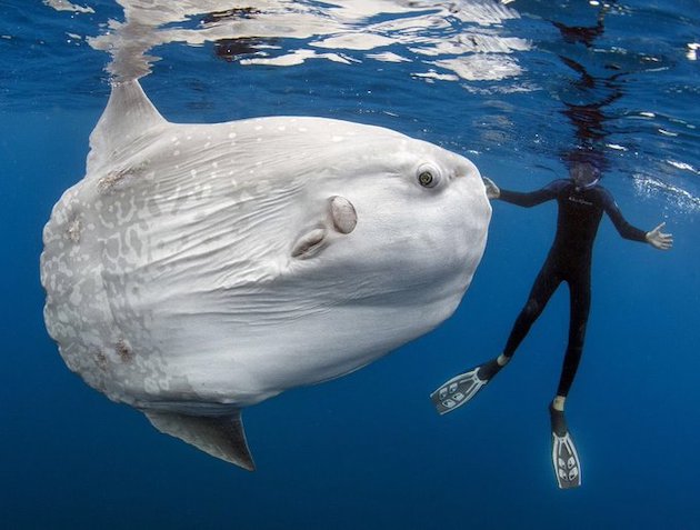 マンボウ　マンボウの赤ちゃん　ウシマンボウ